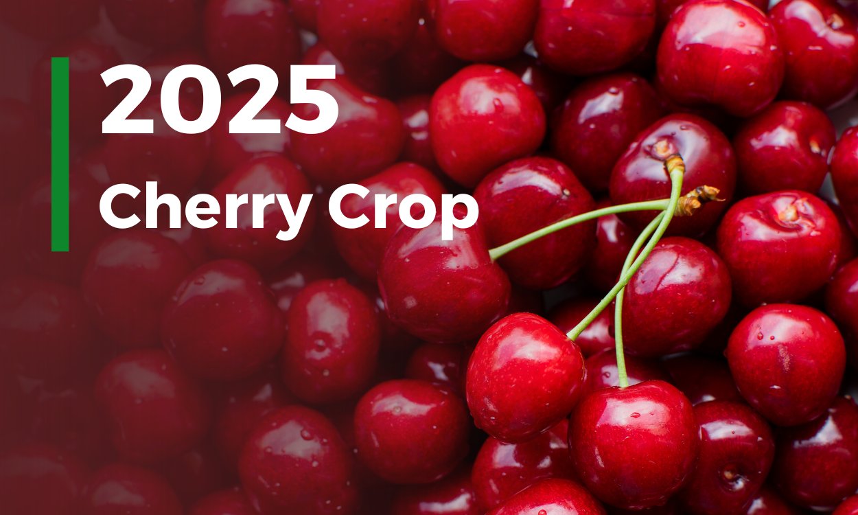 Cherry Harvest 2025